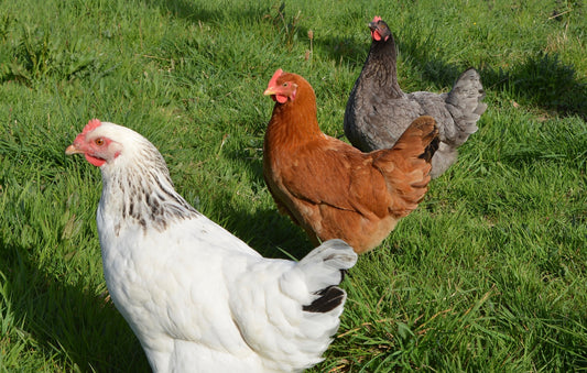 A la ferme - Les poules & Cie