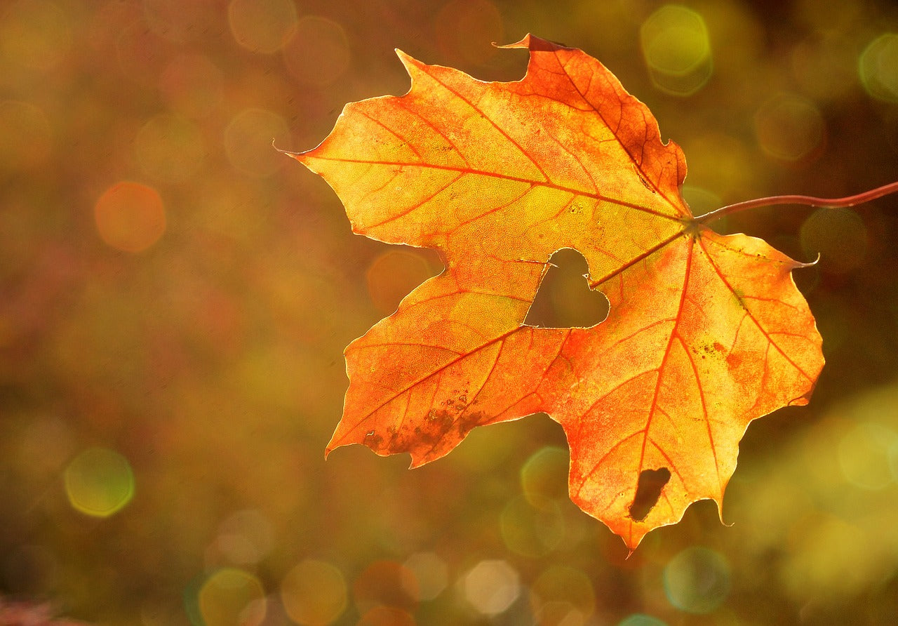 Combo Châle Autumn