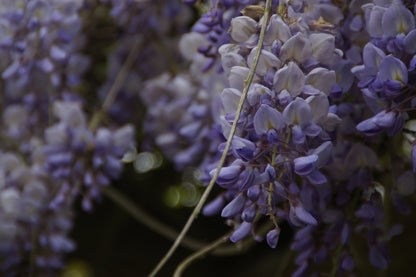 Éclats de Verger 🌸 - Glycine🌸