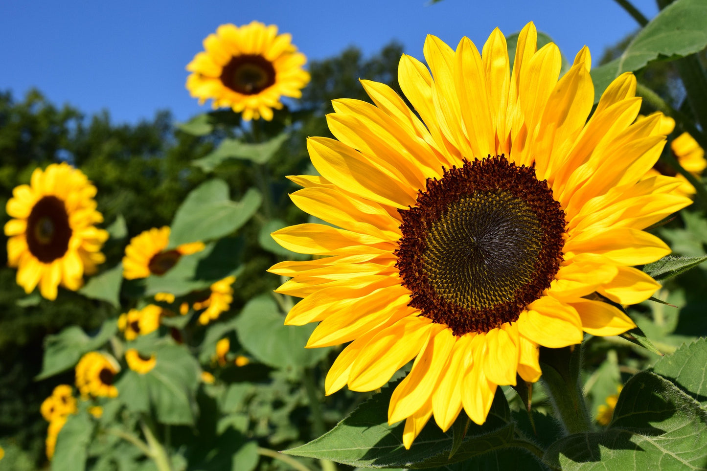 Éclats de Verger 🌸 - Tournesol 🌻