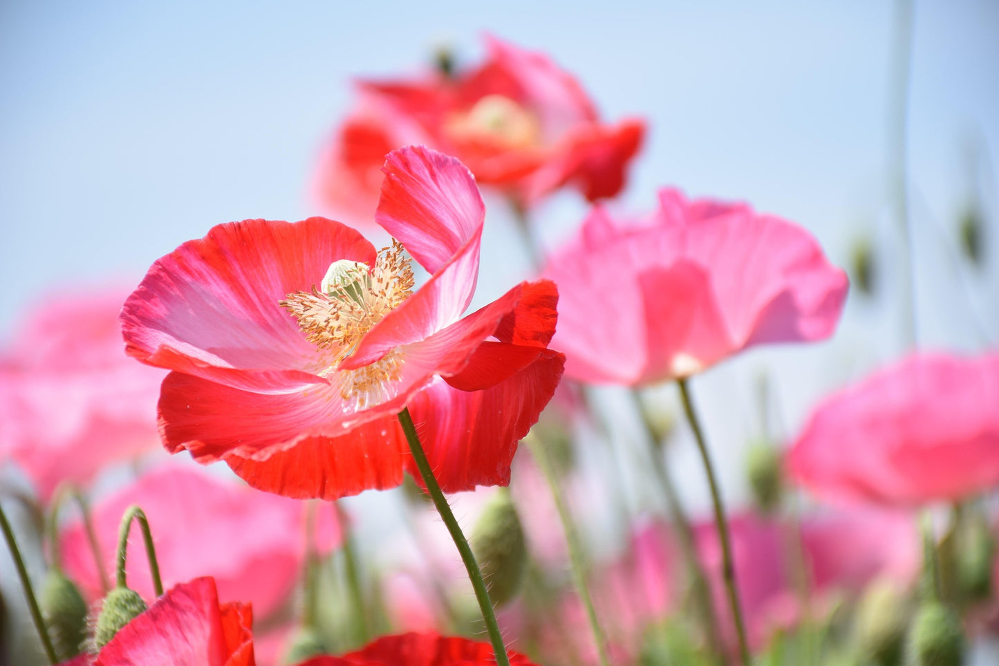 Éclats de Verger 🌸 - Coquelicot ❤️