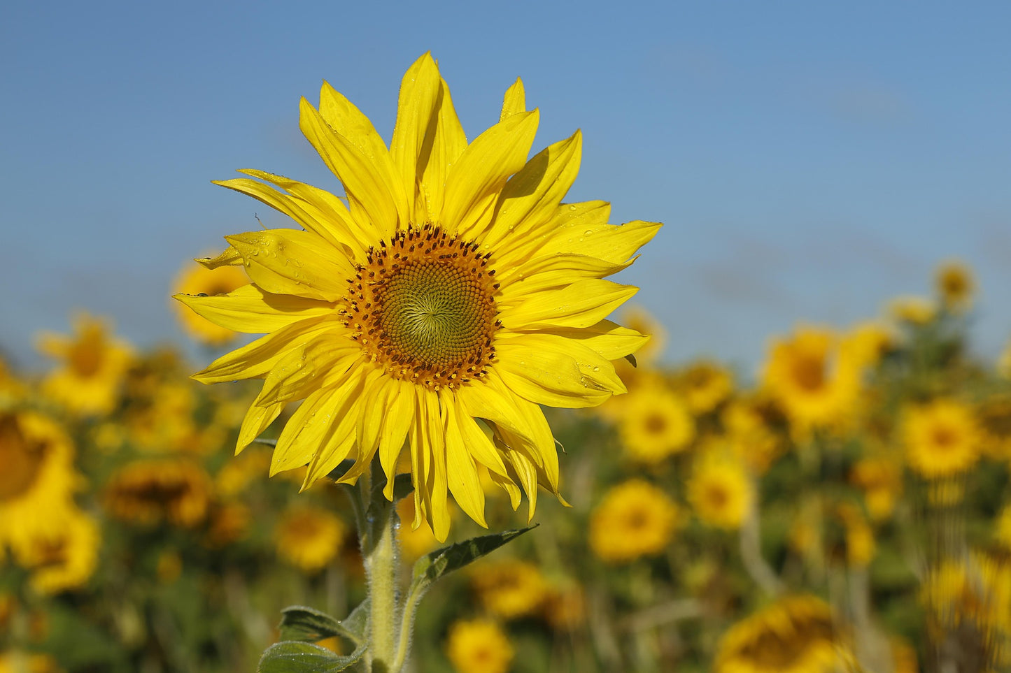 Éclats de Verger 🌸 - Tournesol 🌻